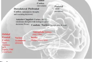 areas cerebrales y conducta alimentaria