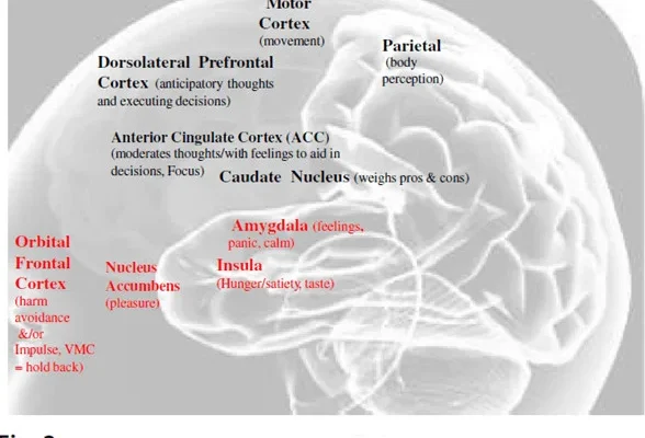 areas cerebrales y conducta alimentaria