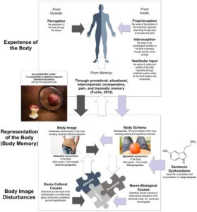 Serotonina y corporalidad